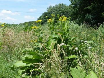 Inula_helenium_Werne-Horst_Im_Hanloh_030717_WHessel01.jpg