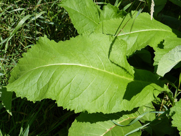 Inula_helenium_Werne-Horst_Im_Hanloh_030717_WHessel02.jpg