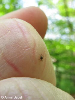 Ixodes_ricinus_BrilonerHochflaeche260409_ja23.jpg