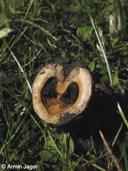 Juglans_microcarpa_BGHalle_Kyffhaeuser2010_6_ja70.jpg