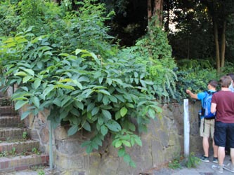 Juglans_regia_Bochum_Hoentrop_230714_CB01.jpg