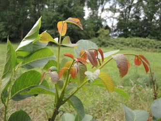 Juglans_regia_KMerkenichRhein_ja03.jpg