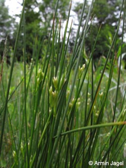 Juncus_acutiflorus_BORiemke030609_ja01.jpg