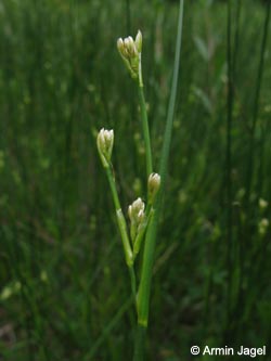 Juncus_acutiflorus_BORiemke030609_ja03.jpg