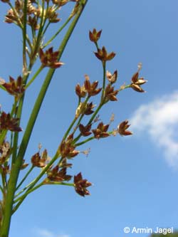 Juncus_acutiflorus_REBrandheide100706_ja02.jpg