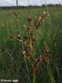 Juncus_acutiflorus_WahnerHeide010712_ja03.jpg