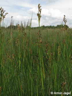 Juncus_acutiflorus_WahnerHeide010712_ja10.jpg