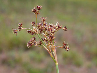 Juncus_acutiflorus_ja01.jpg