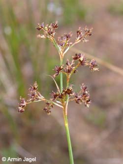 Juncus_acutiflorus_ja02.jpg