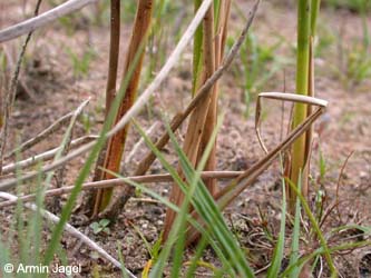 Juncus_acutiflorus_ja03.jpg