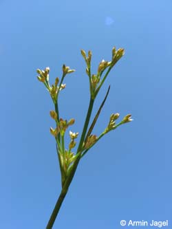 Juncus_articulatus_BOJhh110606_ja01.jpg