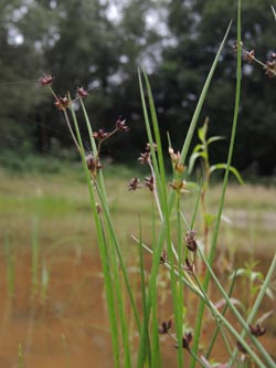 Juncus_articulatus_GEOTag_2014_Feldstr_ja02.jpg