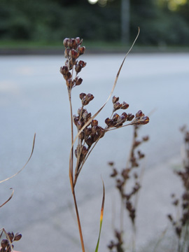 Juncus_compressus_BOLangendreer_Unistr_150816_ja06.jpg