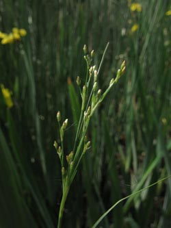 Juncus_compressus_BOUemmingersee210511_ja03.jpg