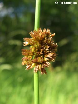 Juncus_conglomeratus_AKWUPNord110610_TK02.jpg