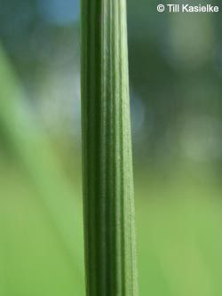 Juncus_conglomeratus_AKWUPNord110610_TK04.jpg