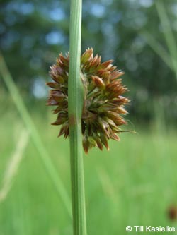 Juncus_conglomeratus_AKWUPNord110610_TK05.jpg