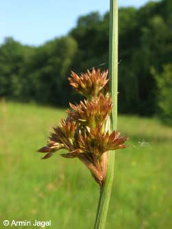 Juncus_conglomeratus_BO080606_ja06.jpg