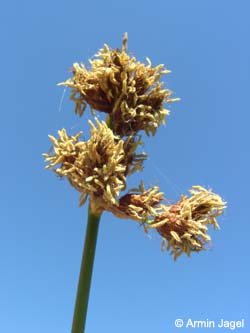 Juncus_effusus_BOJhh110606_ja01.jpg