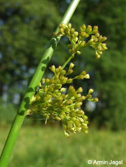 Juncus_effusus_REBrandheide100706_ja01.jpg