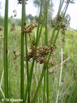 Juncus_effusus_TK01.jpg