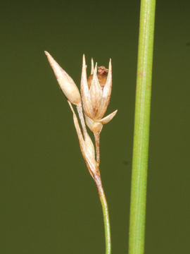 Juncus_filiformis_030917_CB01.jpg