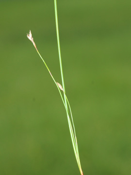 Juncus_filiformis_030917_CB02.jpg