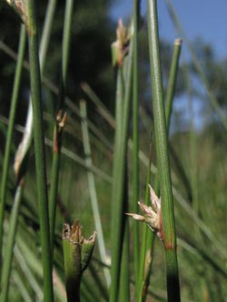 Juncus_filiformis_260512_ja02.jpg