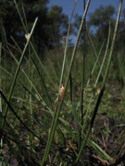 Juncus_filiformis_260512_ja04.jpg