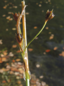 Juncus_filiformis_Biggesee_011017_ja04.jpg