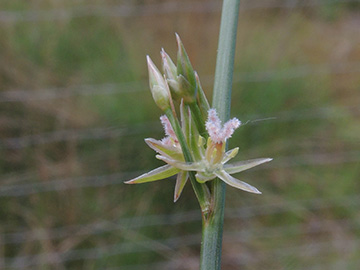 Juncus_filiformis_Nordfriesland2018_Bordelumer_Heide_030618_ja01.jpg