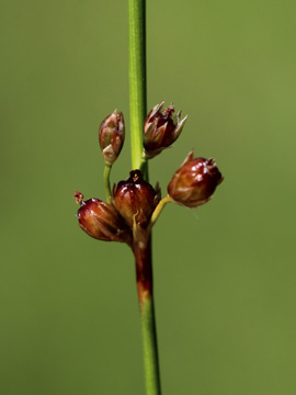 Juncus_filiformis_Remscheid_Feldbachtal_101017_CB01.jpg