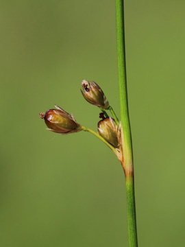 Juncus_filiformis_Remscheid_Feldbachtal_101017_CB03.jpg