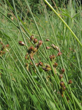 Juncus_filiformis_Remscheid_Feldbachtal_101017_ja04.jpg