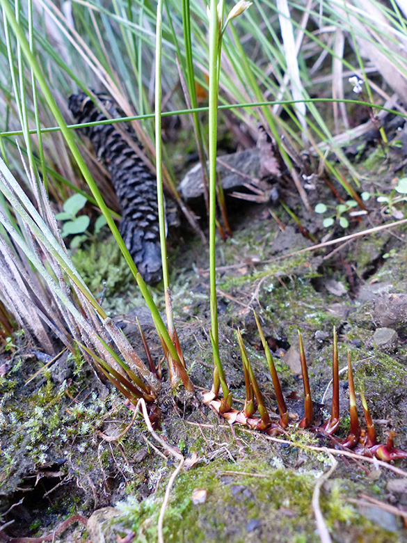 Juncus_filiformis_Solingen_260908_FSonnenburg.jpg