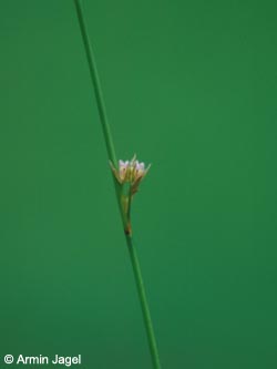 Juncus_filiformis_ja01.jpg