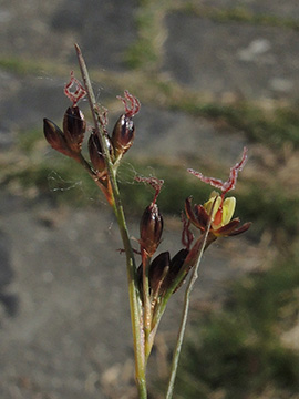 Juncus_gerardii_Dagebuell_Nordfriesland2018_310518_ja11.jpg