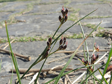 Juncus_gerardii_Dagebuell_Nordfriesland2018_310518_ja20.jpg