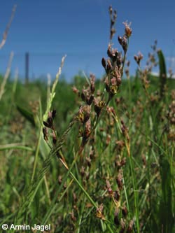 Juncus_gerardii_Kyffhaeuser_ArtenerSolgraben030610_ja01.jpg