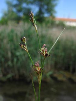 Juncus_gerardii_Kyffhaeuser_ArtenerSolgraben030610_ja02.jpg