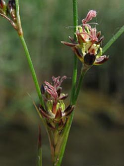 Juncus_gerardii_Kyffhaeuser_ArtenerSolgraben030610_ja04.jpg