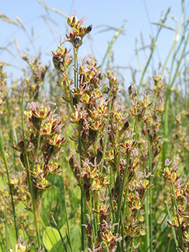 Juncus_gerardii_Nordfriesland2018_Syltl_020618_ja02.jpg