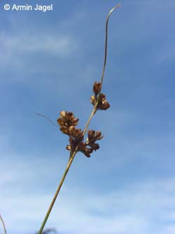 Juncus_gerardii_SalzstellenSuelze_ElbeEx2008_ja01.jpg