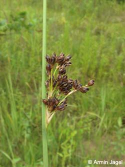 Juncus_inflexus_Bielefeld_ja01.jpg