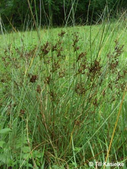 Juncus_inflexus_GeoTag_240711_TK50.jpg