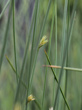Juncus_inflexus_MonheimerRheinbogen_200517_CB01.jpg