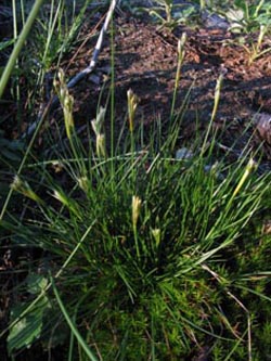 Juncus_squarrosus_ENUellendahLA1110610_ja01.jpg