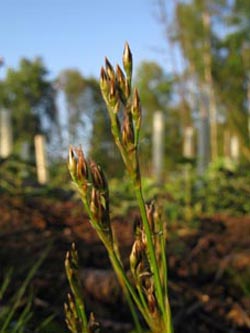 Juncus_squarrosus_ENUellendahLA1110610_ja02.jpg