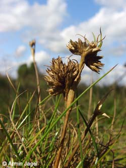 Juncus_squarrosus_Elbe2008_8_ja46.jpg