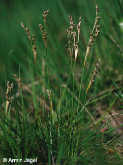 Juncus_squarrosus_F356_HoheMark2003_ja.jpg